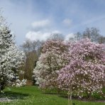 Magnólia Loebnerova (Magnolia loebneri) ´LEONARD MESSEL´ - výška 20-40 cm, kont. C2L